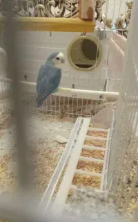 طوطی کوتله آبی رنگ