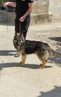 سگ ژرمن شولاین بلک ماده جوان