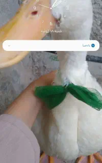 اردک