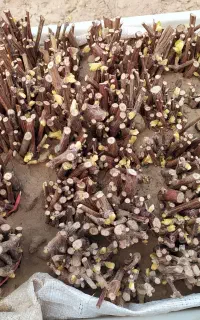 قلمه  موندراپ