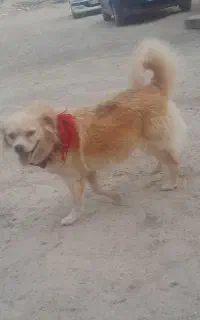 واگذاری پارمین روباهی