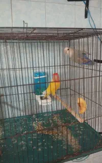 دوجفت کوتوله مولد