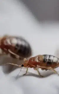 سمپاشی رادین