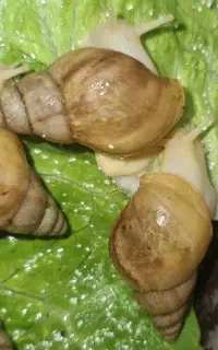 حلزون آچاتینا آلبینو و جید