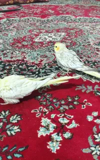 عروس هلندی گمشده