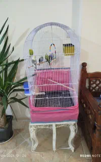 قفس کامل با ۵دانه مرغ عشق