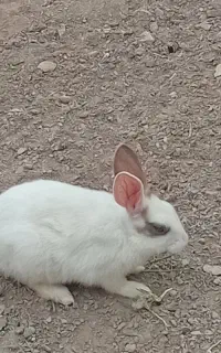 خرگوش ماده
