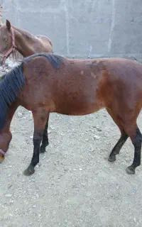 یک عدد اسب ماده