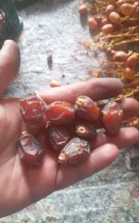 خرما حاجی آباد