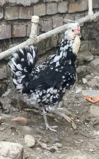 مرغ و خروس مولد گلین
