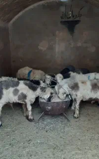 بره نر