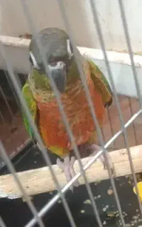 ۲ جفت گرینچیک سخنگو فیلم حرف زدن اگهی
