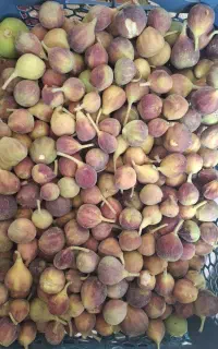 انجیر محلی فلگ