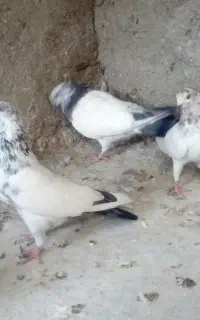 پنج عدد کبوتر پرشتی
