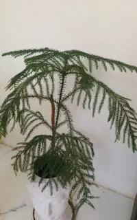گل مطبق