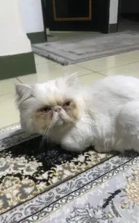 گربه