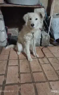 سگ گمشده