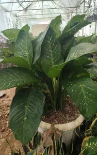 دیفن باخیا غول پیکر