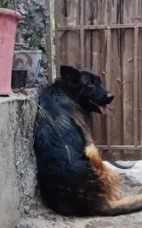 سگ ژرمن