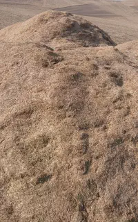 کاه عدس