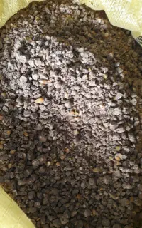 دان پرواری گوسفند گاو