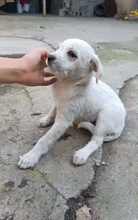 سگ پاکوتاه و مادر