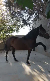 مادیان کرد اصیل