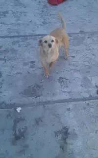 واگذاری سگ پاکوتاه