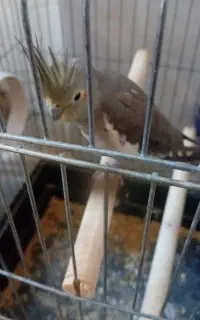 عروس هلندی