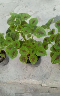 گل‌های آپارتمانی