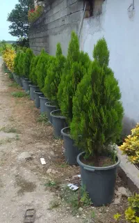 کامیس نوکدار زباله با کیفیت