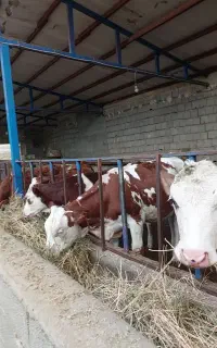 گوسالع سیمینتال ماده