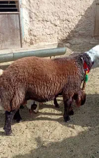 بره قوچ