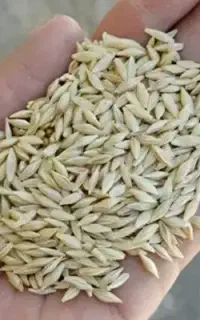جو ایرانی