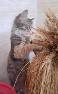 واگذاری فوری و رایگان بچه گربه پشمالو