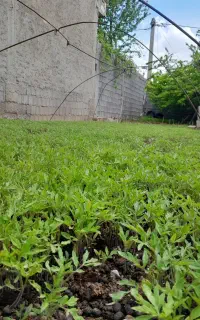 رخمه گوجه محلی پراشکفت