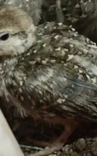 جوجه