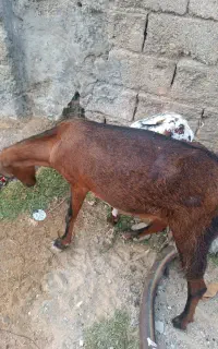 دو عدد بز ماده هر دوتا حامله