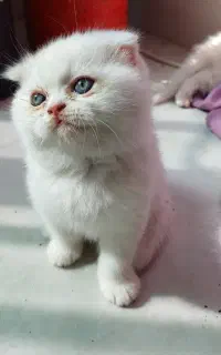 گربه بریتیش اسکاتیش