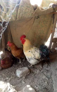 مرغ و خروس