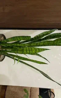 گل آپارتمانی