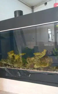 آکواریوم  خوشگل و زیبا