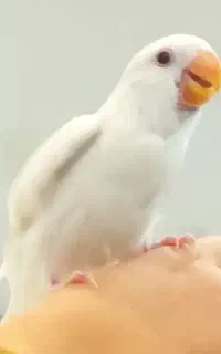 جوجه طوطی برزیلی جم