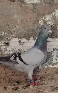 یه جفت سبز کاکلی پلاکی