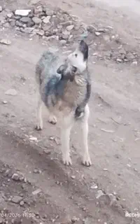 سگ نژاد گرگی