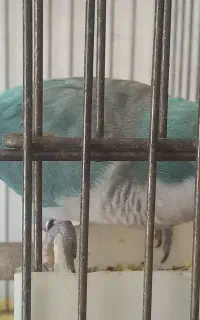 راهب سخنگو