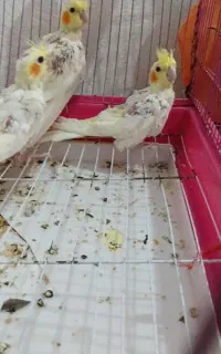 عروس