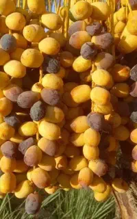 دمیت دمیل انواع خرما در جنوب کشور