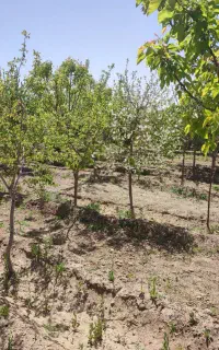 نگهبان شب بازنشسته