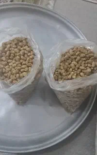 توت شیرین